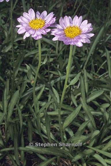 erigeron glacialis var glacialis 3 graphic